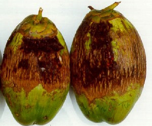 Description: http://agritech.tnau.ac.in/expert_system/coconut/coconut/images/diseases/eriophyid_mite001.jpg